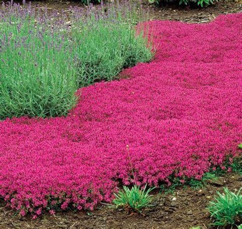 How to Grow a Magical Thyme Seed Carpet: Tips and Tricks for Creating an Enchanting Landscape